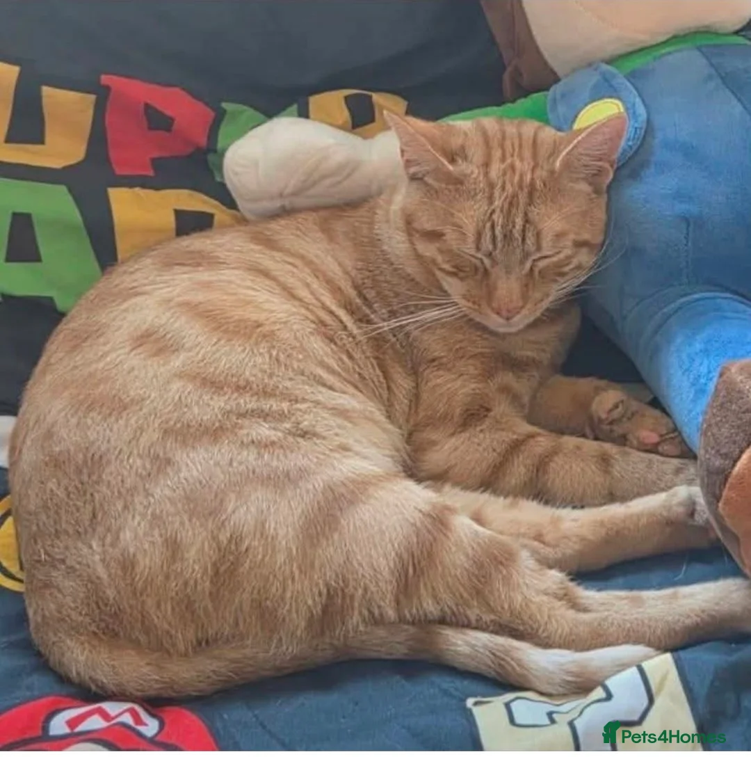 Mixed Breed cats for sale: 2 beautiful kittens - ready to leave - Advert 18