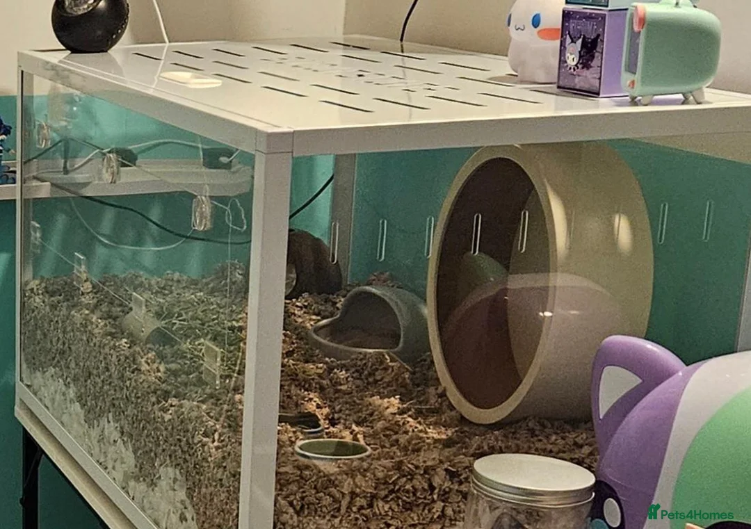 Hamster rodents for sale: Male hamster and buscatate cage  - Advert 1