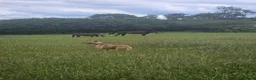 Lurcher dogs for sale: Stunning Kelpie lurchers UPDATED new pics  - Advert 16