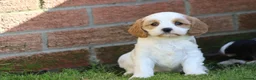 Cavachon dogs for sale: Beautiful Cavachon puppies for sale - Advert 7