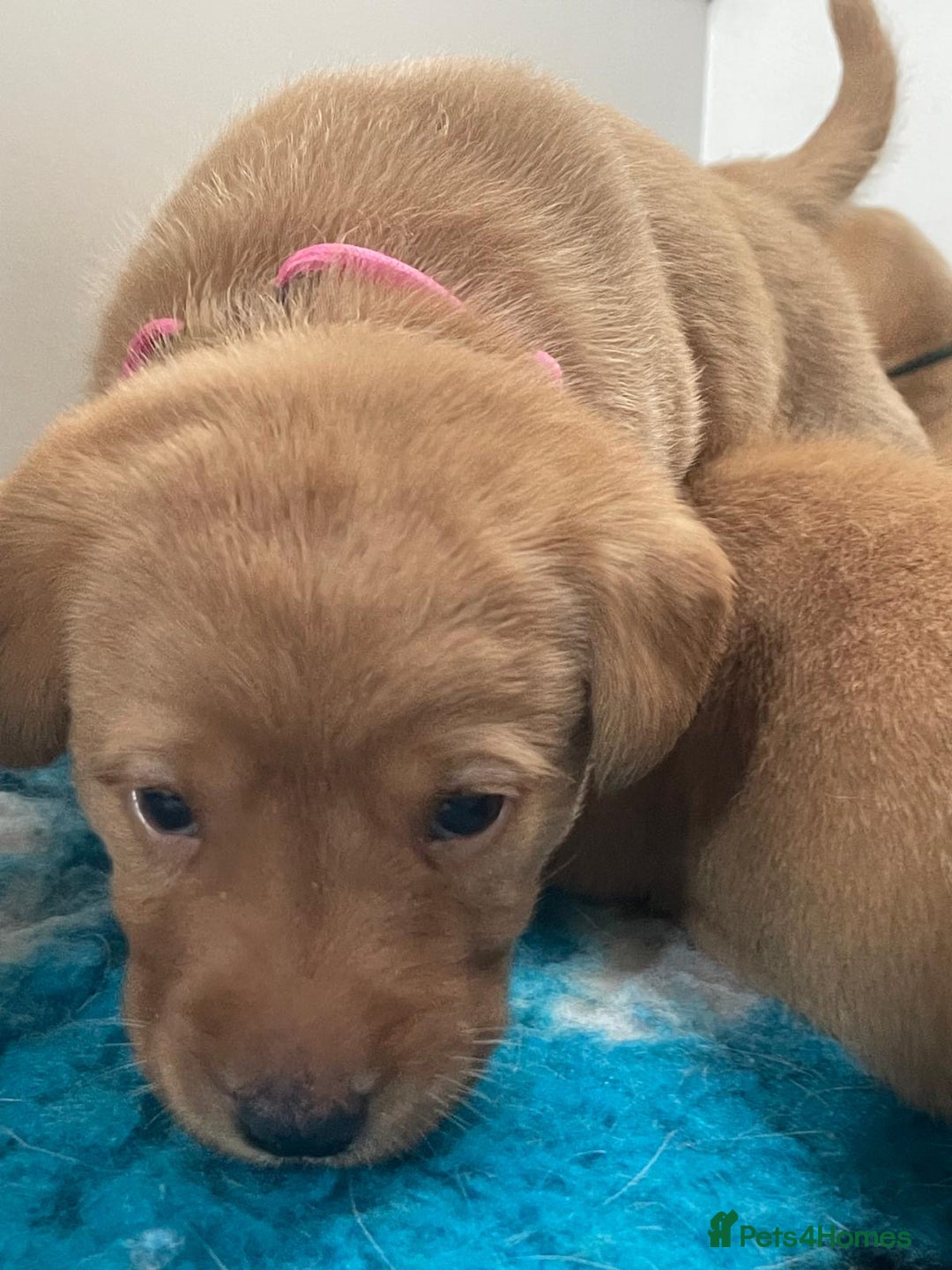 Labrador Retriever dogs for sale: Gorgeous Fox Red Labradors  - Image 5