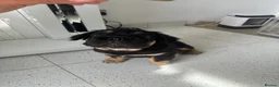 French Bulldog dogs for sale: Furbabys  - Advert 20