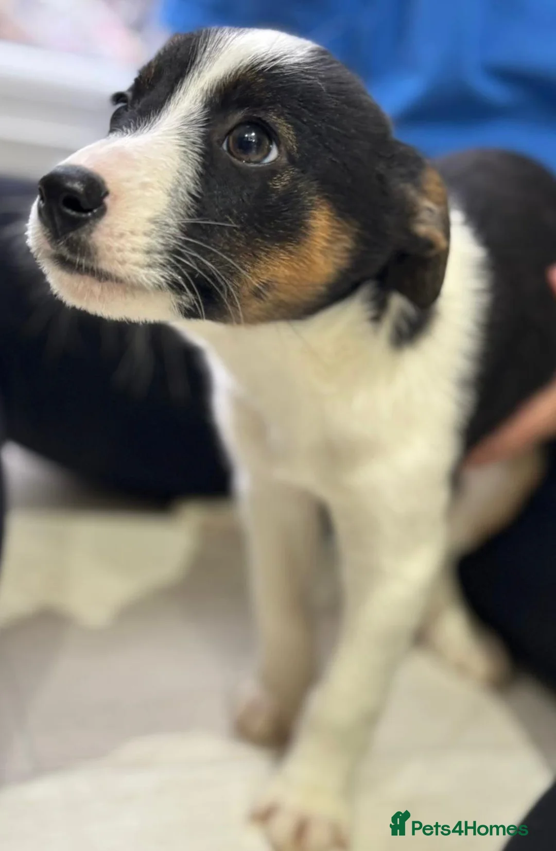 Border Collie dogs for sale: Border collie puppies - Advert 2