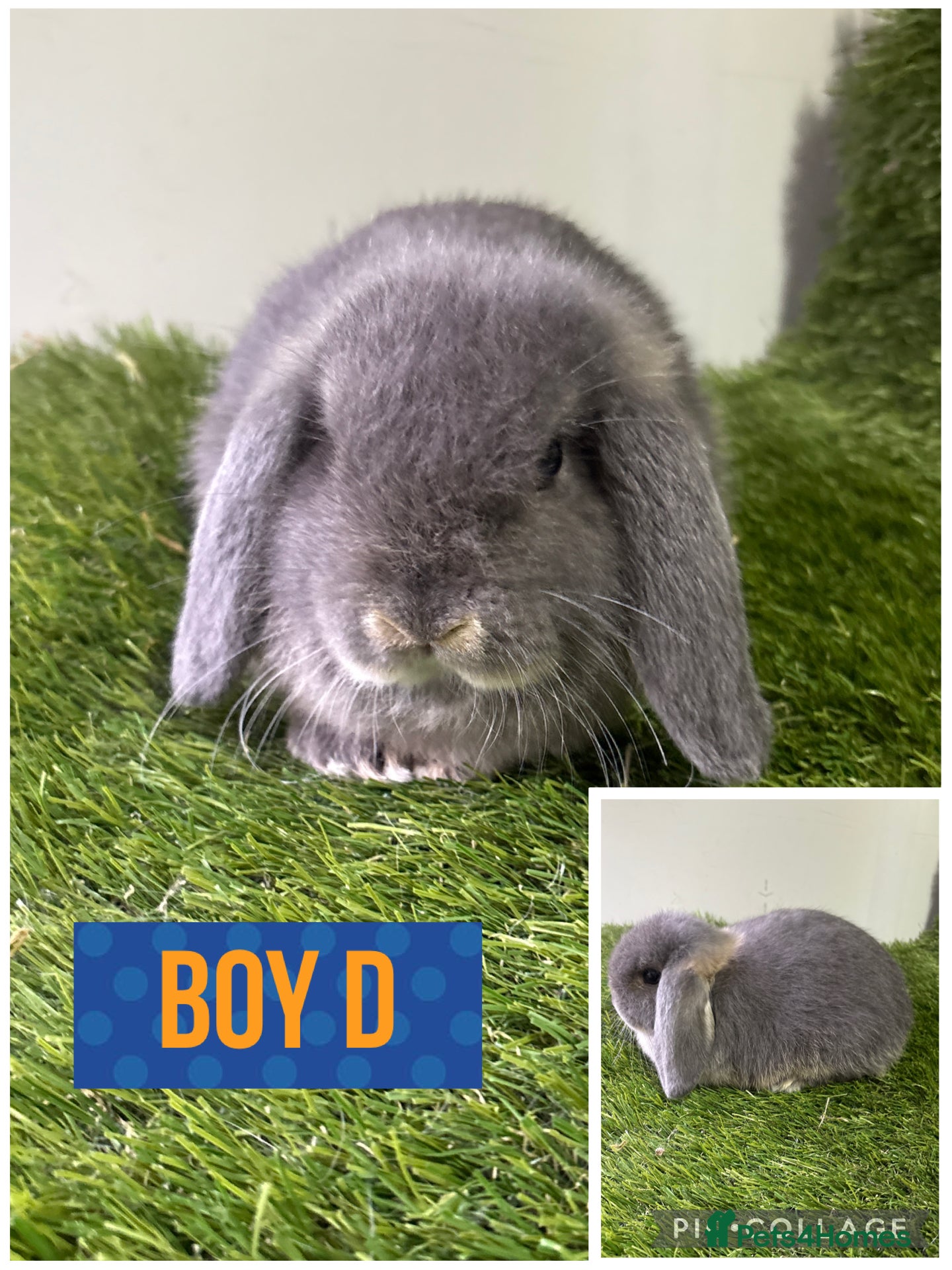 Mini Lop rabbits Beautiful, friendly mini lops 9 weeks old  - Advert 10
