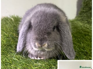 Mini Lop rabbits Beautiful, friendly mini lops 9 weeks old - Advert 14