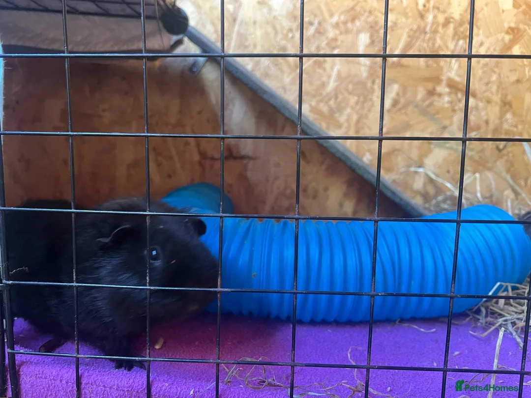 Guinea Pig rodents for sale: Male and female guinea pigs available  in High Wycombe - Advert 1
