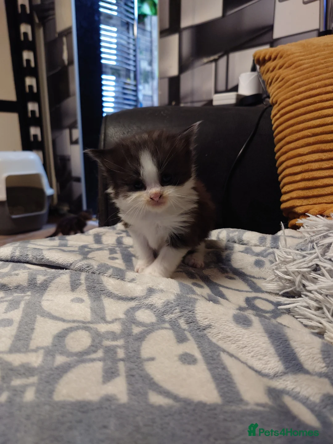 Mixed Breed cats for sale: Maine Coon mix  - Advert 7