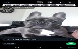 French Bulldog dogs for sale: french bulldog puppies  - Image 12