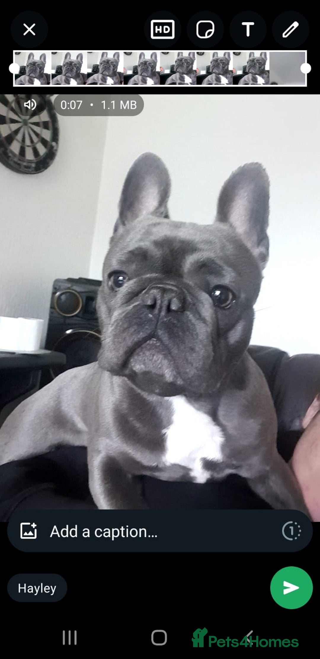 French Bulldog dogs for sale: french bulldog puppies  - Image 12