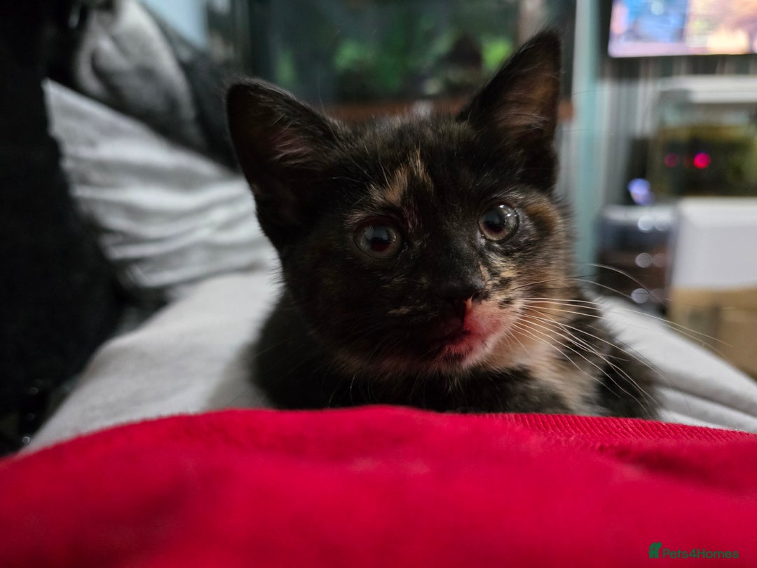 Mixed Breed cats for sale: Mixed breed kittens ready now.  - Image 29