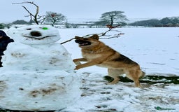 Mixed Breed dogs for sale: Shepherd x Akita - Image 6