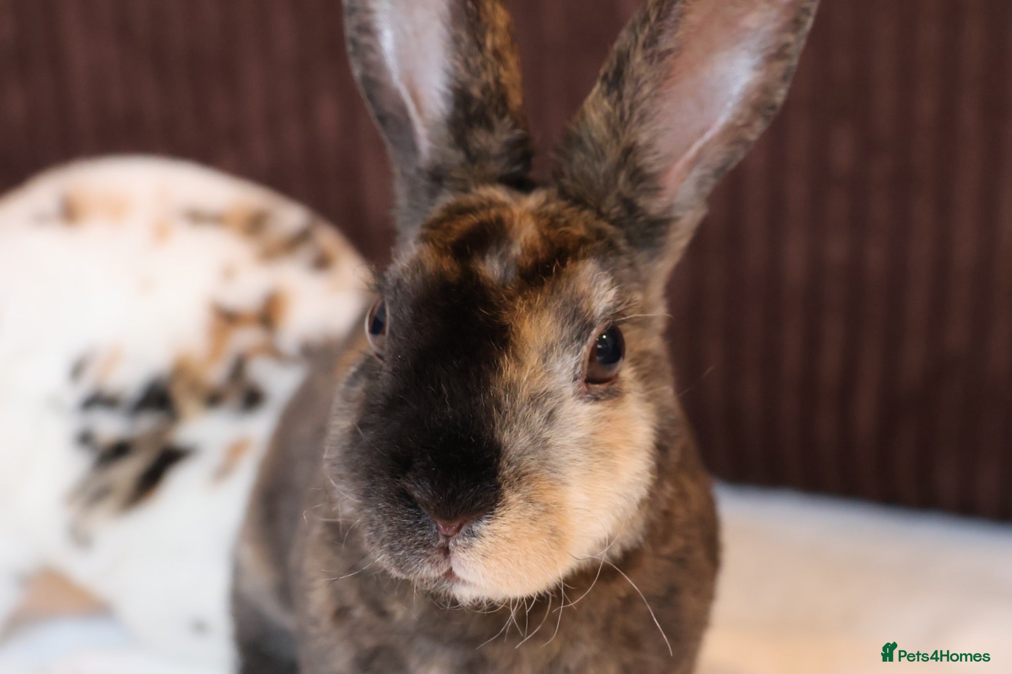 Rex rabbits Ready to leave Beautiful Mini Rex & Mini plush lop - Advert 2