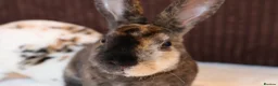Rex rabbits for sale: Ready to leave Beautiful Mini Rex & Mini plush lop - Advert 2