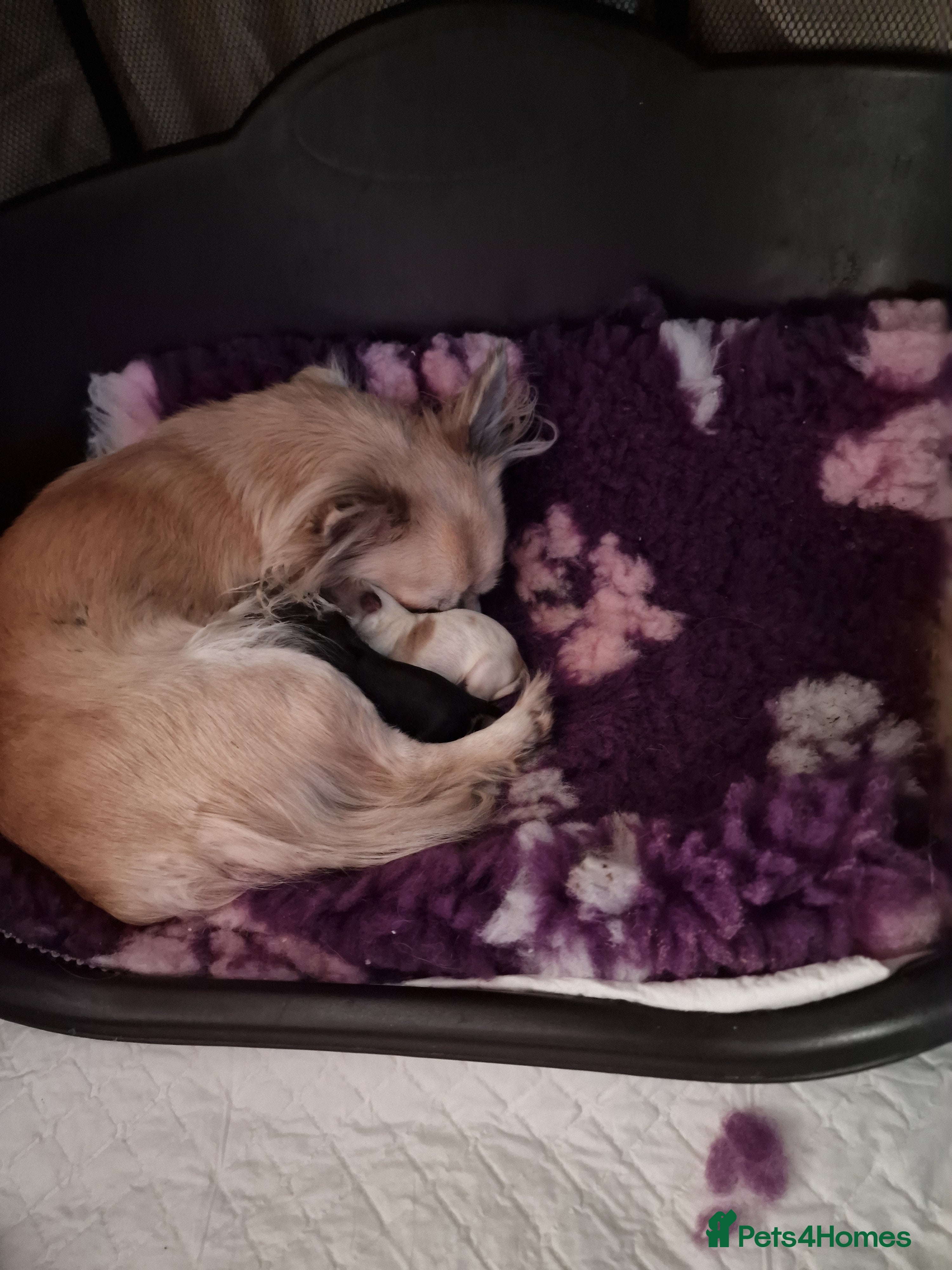 Chihuahua dogs Chihuahua boy puppy long hair - Advert 1