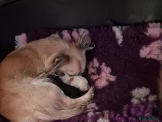 Chihuahua dogs Chihuahua boy puppy long hair - Advert 1