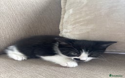 British Longhair cats for sale: Two black and white kittens for sale ,  - Image 2