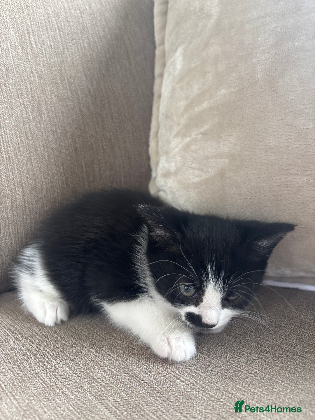 British Longhair cats for sale: Two black and white kittens for sale ,  - Image 2