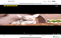 French Bulldog dogs for stud: NEW SHADE ISABELLA health tested  in Hastings - Image 11