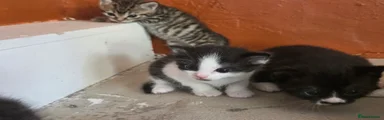 Mixed Breed Kitten 6