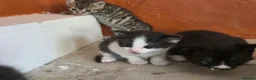 Mixed Breed cats for sale: Kittens - Advert 3