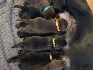 Labrador Retriever dogs Labrador puppies - Advert 3