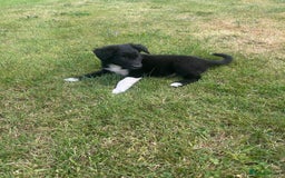 Border Collie dogs for sale: Beautiful Collie Pups - Image 3