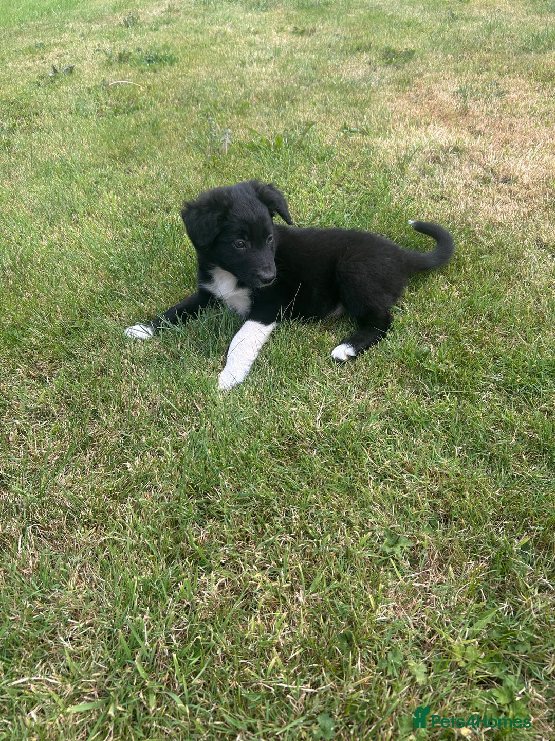 Border Collie dogs for sale: Beautiful Collie Pups - Image 3