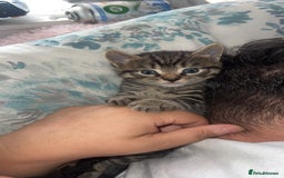 Siamese cats for sale: Mix cats tortoiseshell cat with Siamese cat  - Image 1