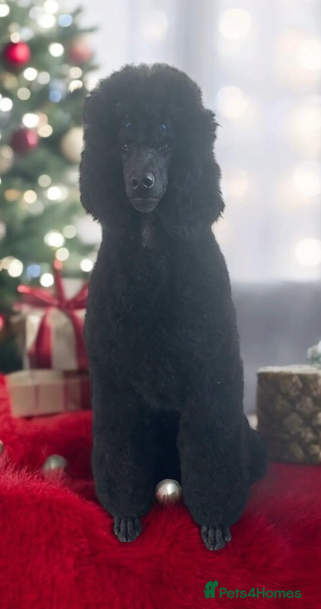 Standard Poodle dogs for stud: Show standard poodle - Advert 2