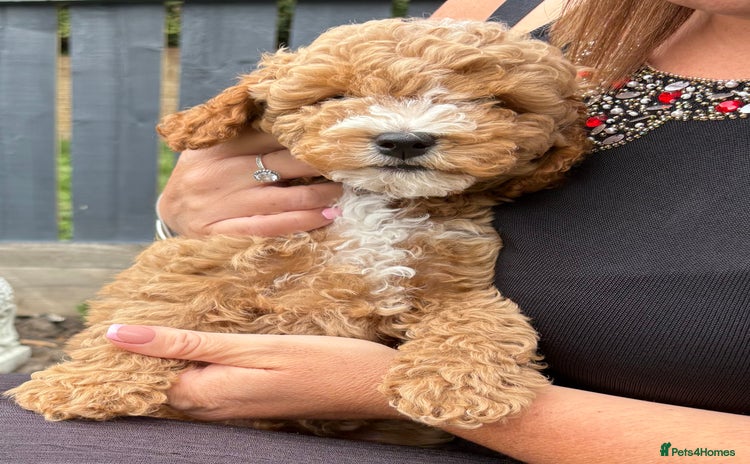 Maltipoo dogs - Advert 3