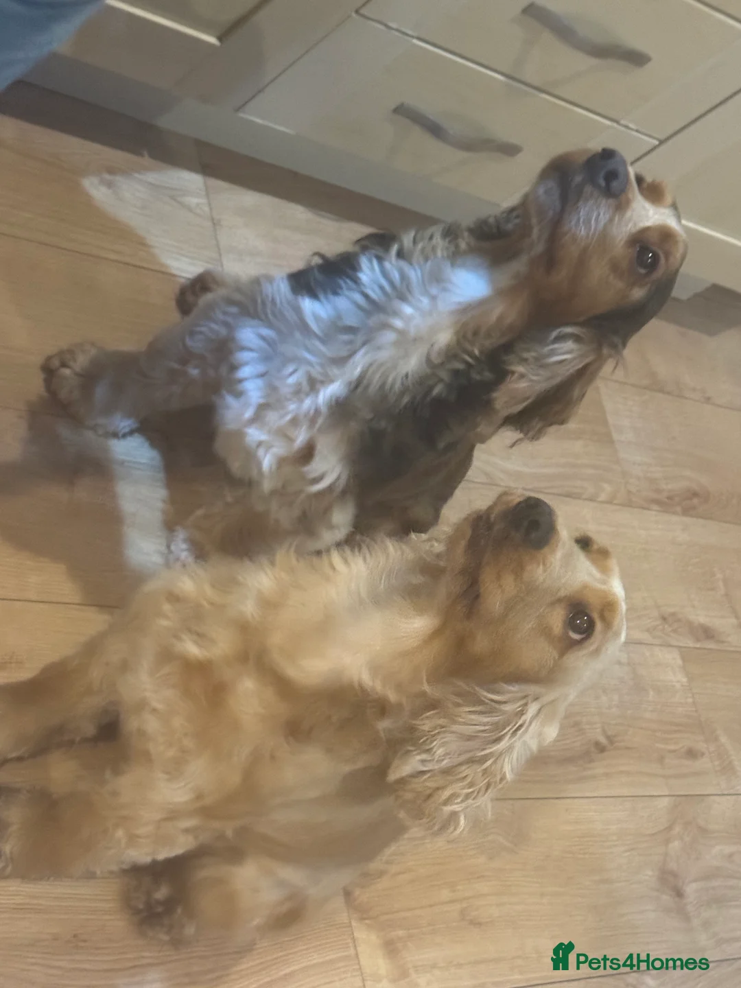 Cocker Spaniel dogs for sale: Pure Show Cocker Spaniels  - Advert 2