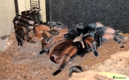 Tarantulas invertebrates for sale: If the list is here, they are available  in Loughborough - Image 3