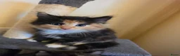 Mixed Breed cats for sale: 2 beautiful kittens  - Advert 4