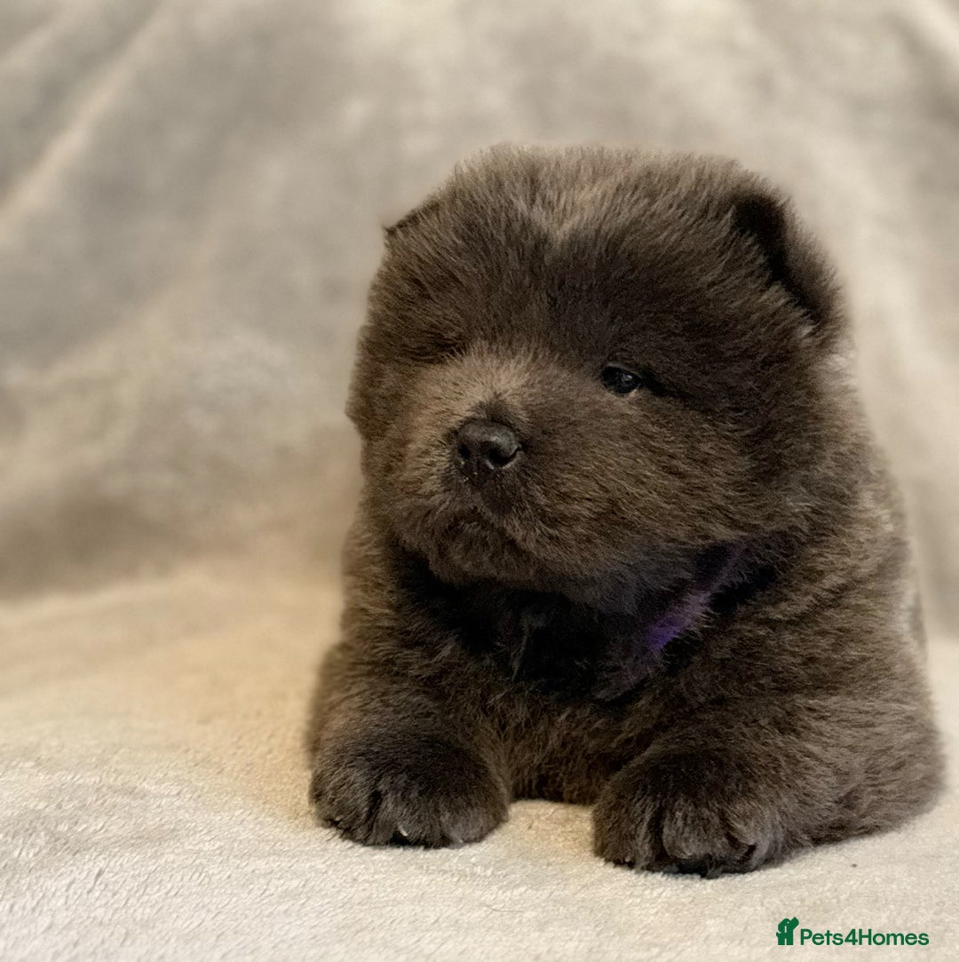 Chow Chow dogs for sale: KC Reg Chow Chow Puppies  - Advert 7