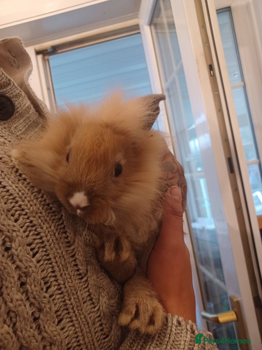 Mini Lion Lop rabbits for sale: Mini lop X mini lion head  - Image 8