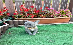 French Bulldog dogs for sale: Adorable Puppies Looking for a New Home! - Image 3