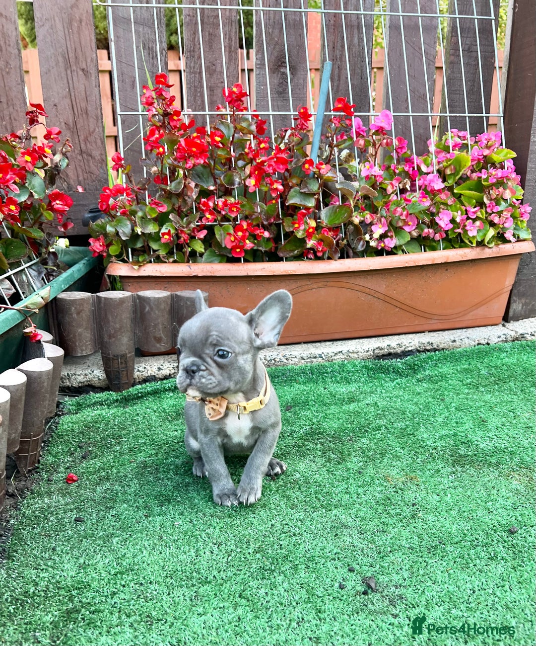 French Bulldog dogs for sale: Adorable Puppies Looking for a New Home! - Image 3