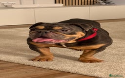 English Bulldog dogs for sale: Amazing Family Bulldog - Image 6