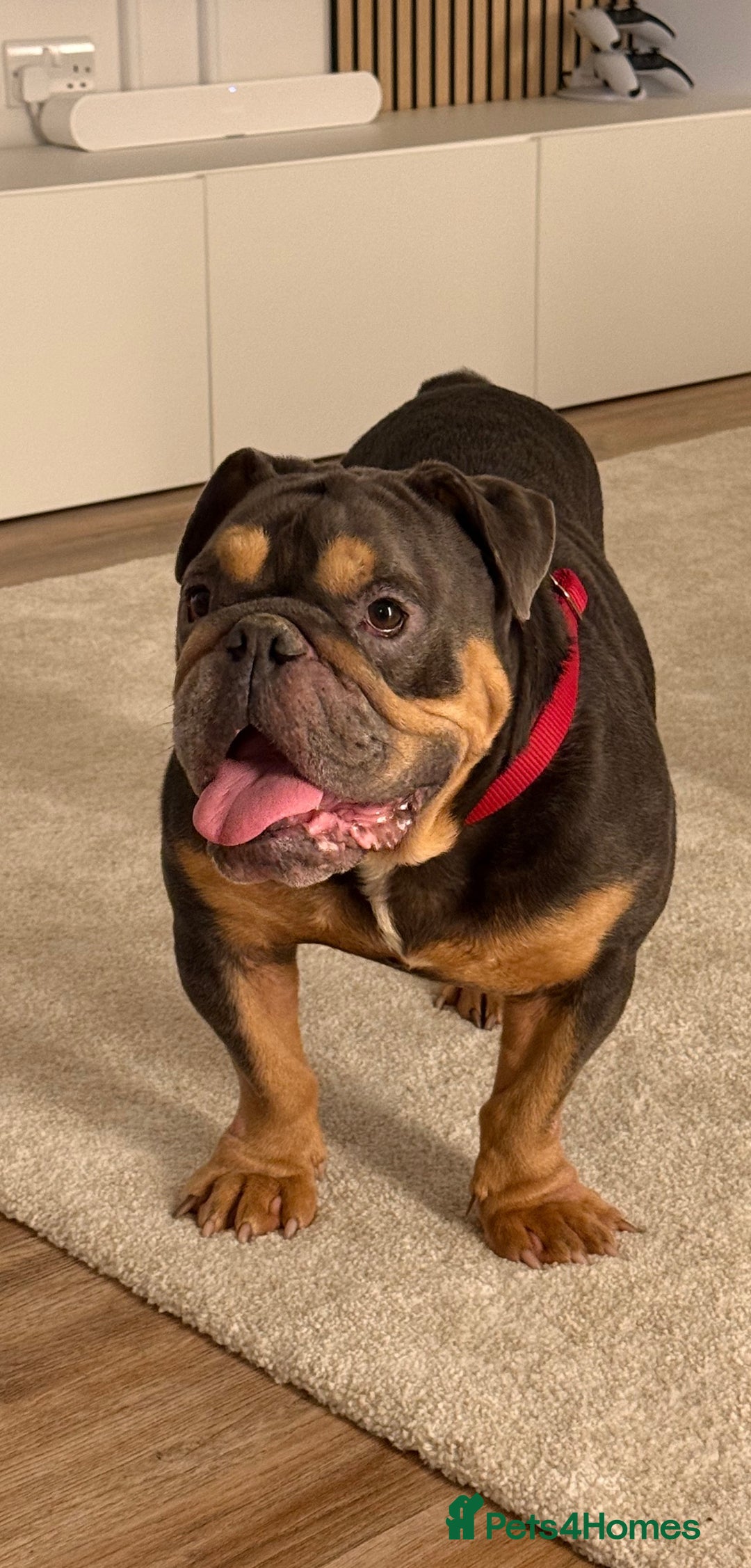 English Bulldog dogs for sale: Amazing Family Bulldog - Image 6