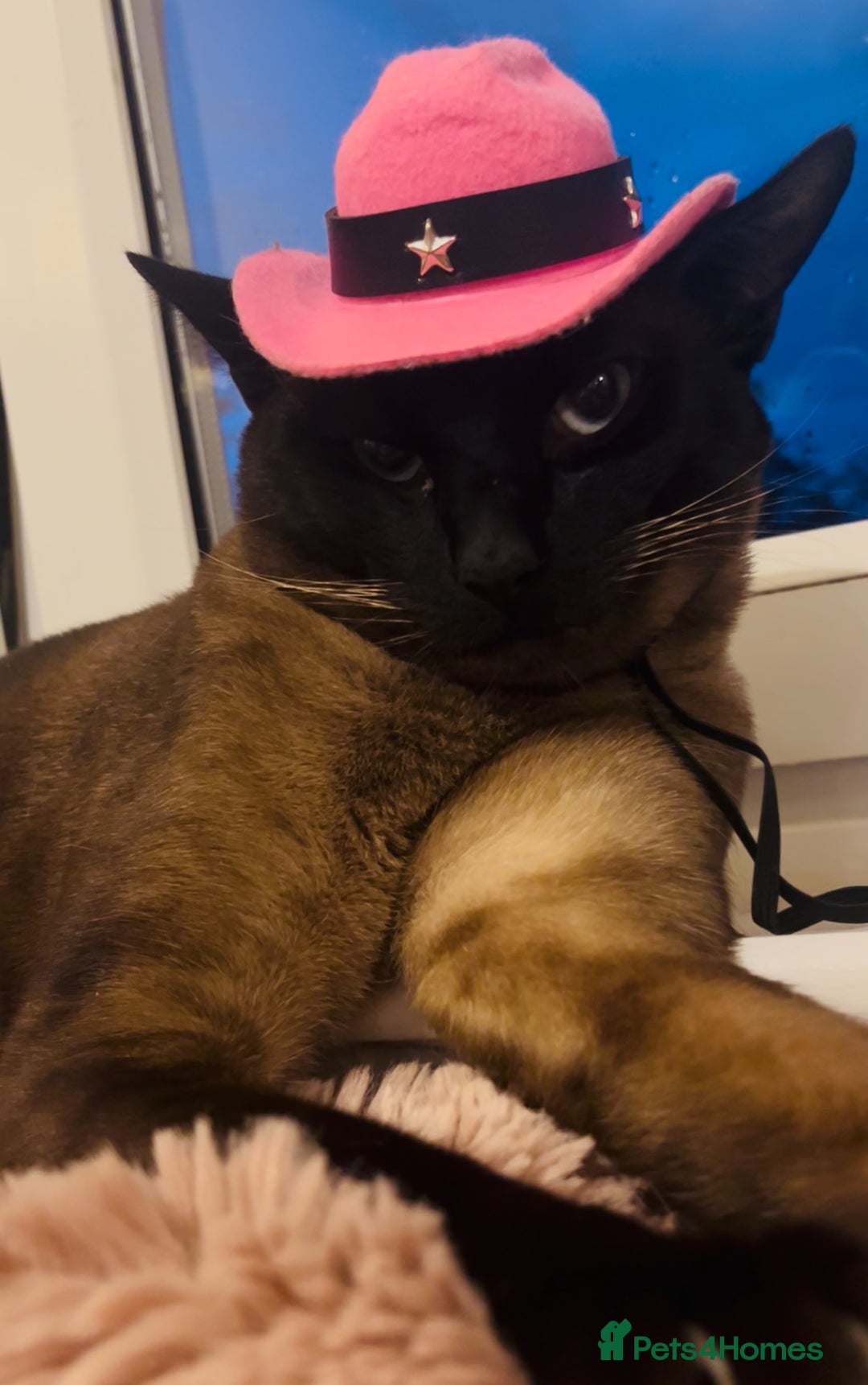 Siamese cats for stud: Seal Point Siamese Boy STUD - Image 6