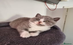 British Shorthair cats for sale: 4 Sweet PEDIGREE kittens - Image 22