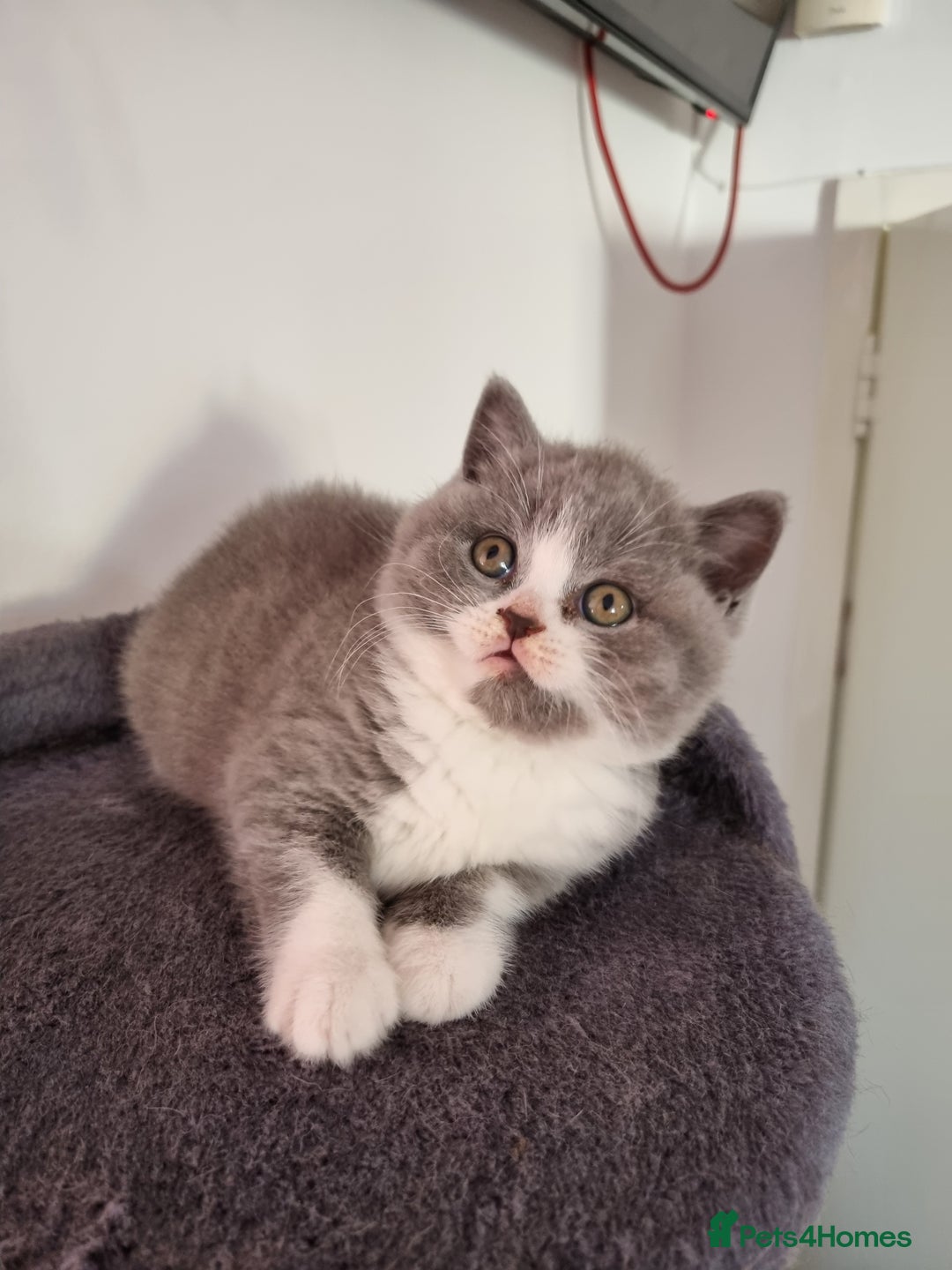 British Shorthair cats for sale: 4 Sweet PEDIGREE kittens - Image 22
