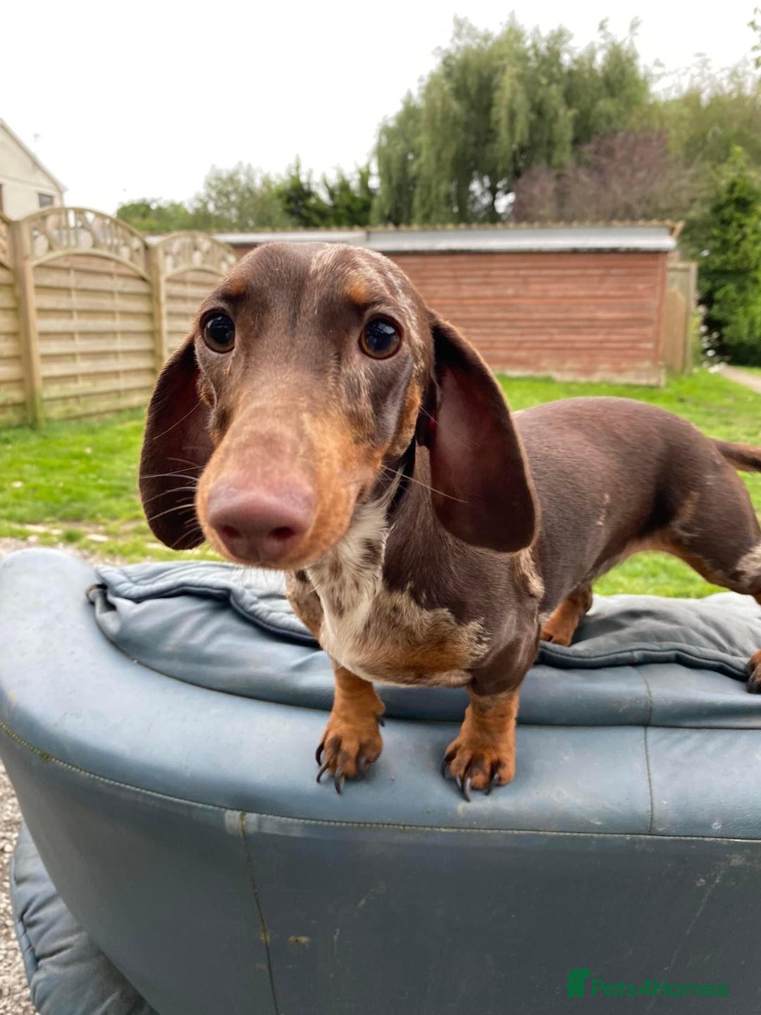 Miniature Dachshund dogs for sale: Female dapple miniature dachshund  in Swansea - Image 1