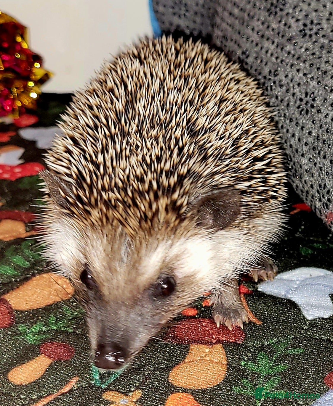 Pygmy Hedgehog rodents African Pygmy Hedgehog with Vivarium  - Advert 3