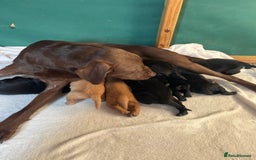 Labrador Retriever dogs for sale: Labrador puppys ⭐️ reduced price ⭐️ - Image 1