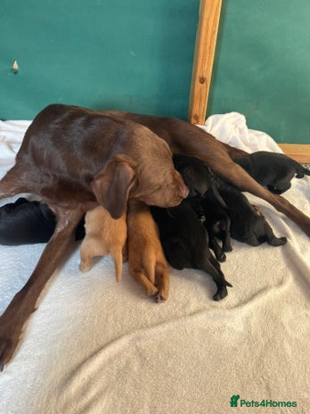 Labrador Retriever dogs - Advert 14