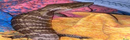Skink reptiles for sale: Ernie the Blue tongued skink  - Advert 16