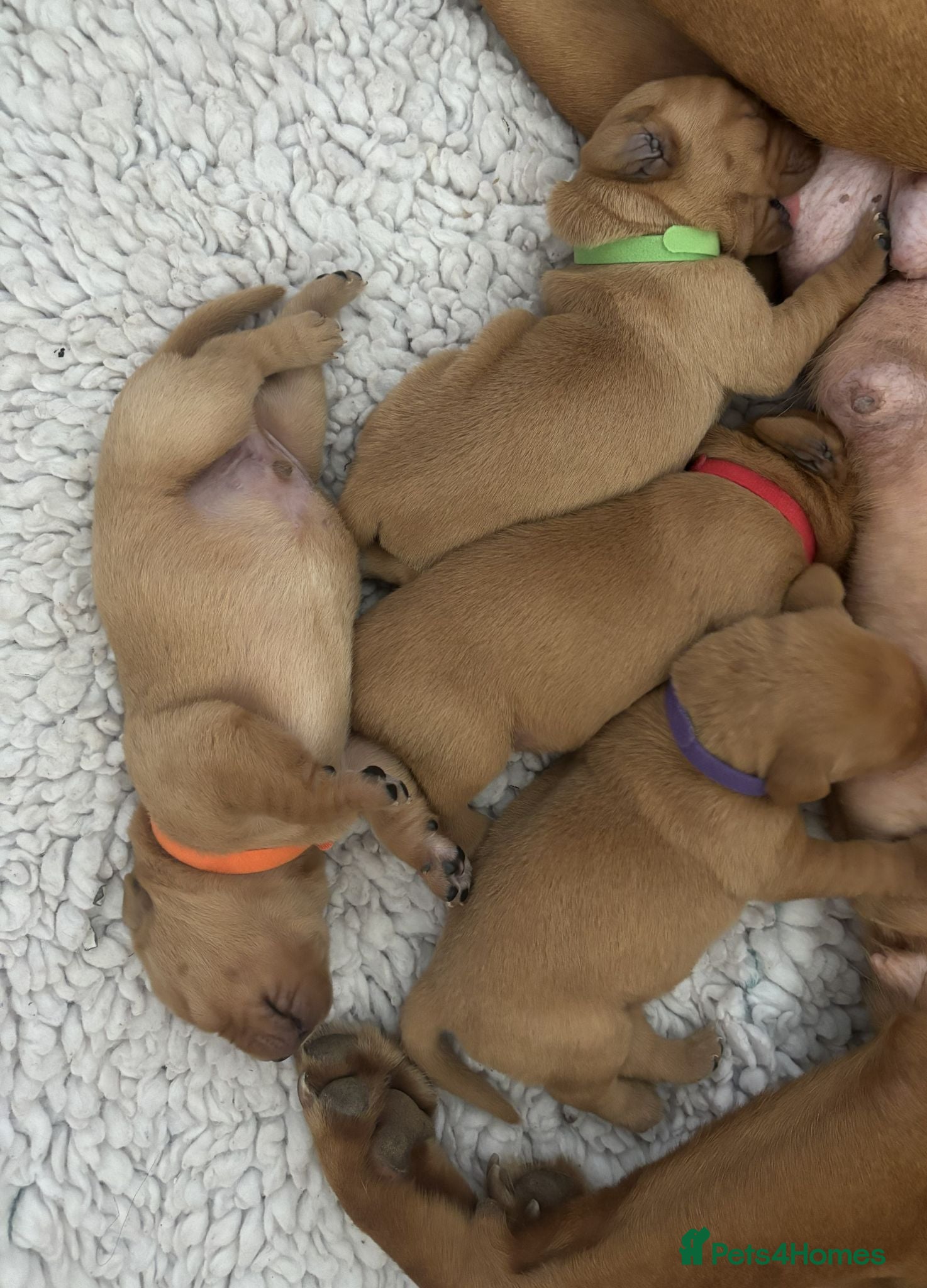 Labrador Retriever dogs KC Registered Fox Red Lab Puppies Raised Vet’s Hom - Advert 2