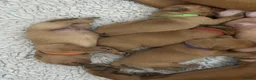 Labrador Retriever dogs for sale: KC Registered Fox Red Lab Puppies Raised Vet’s Hom - Advert 2
