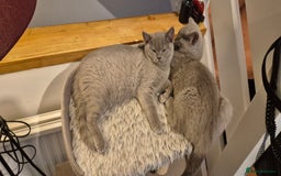 British Shorthair cats for sale: Scottish straight/ last two - Image 5